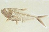 Fossil Fish (Diplomystus) - Green River Formation #122729-1